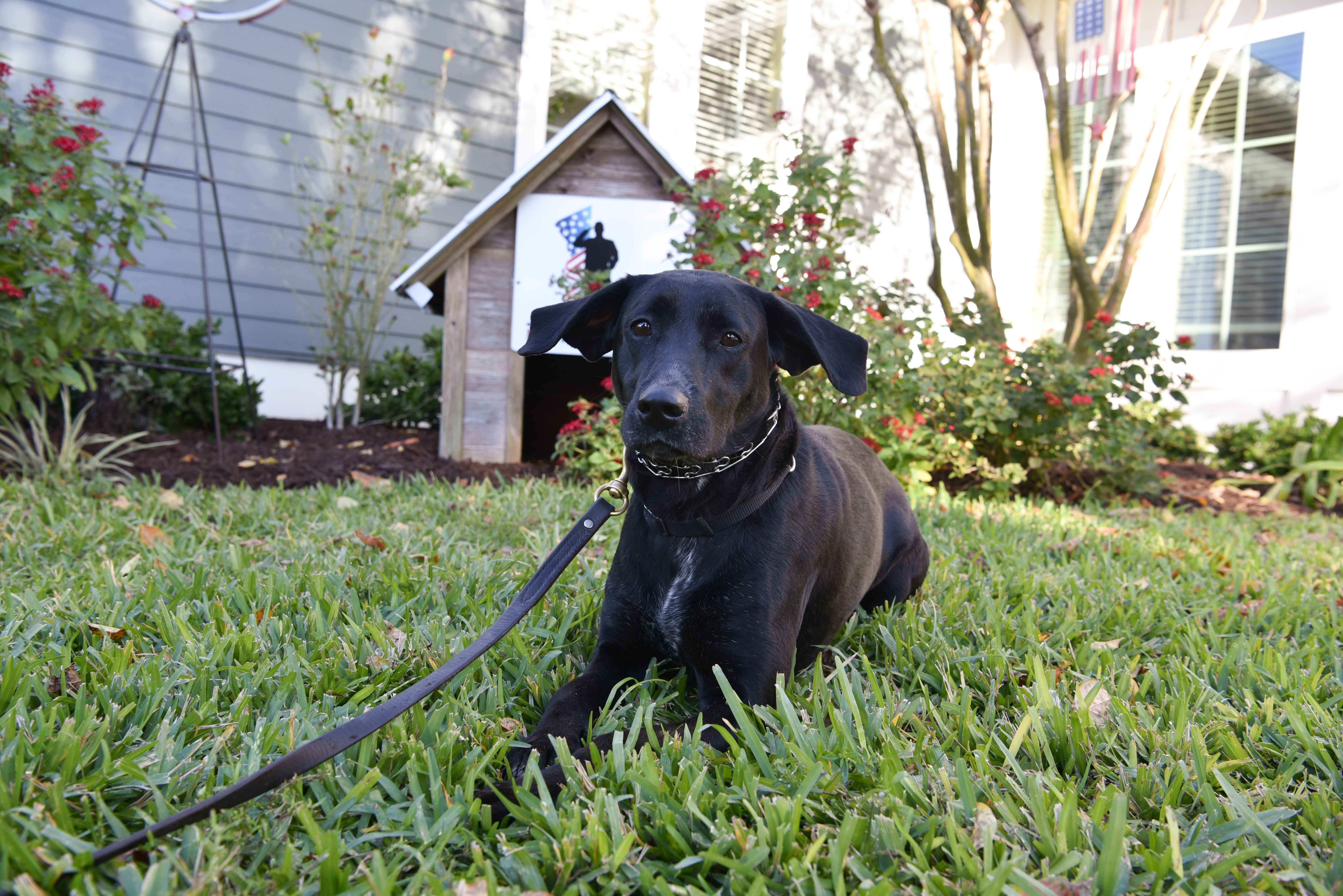 Athena AHEPA, AHEPA Service Dog