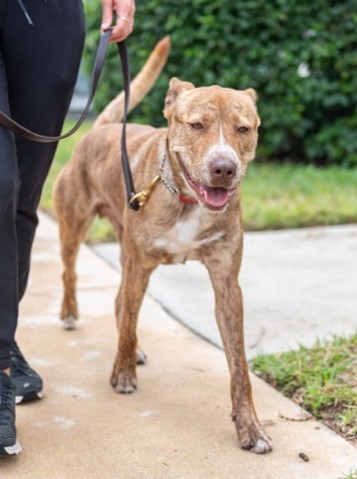 Tommy AHEPA, AHEPA Service Dog